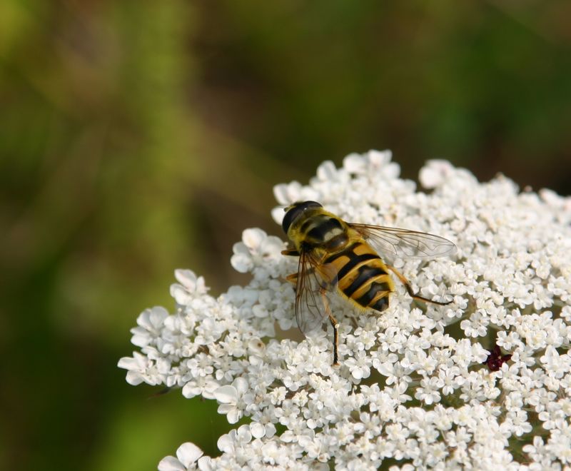 300D 0012 Hoverfly